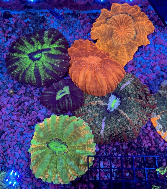 IMG_9645 2 Medium.jpeg