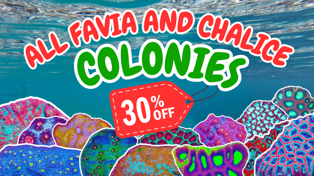favia and chalice sale(2).png