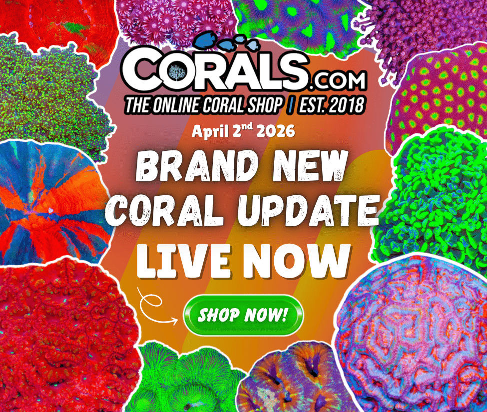 4.2 new coral.png