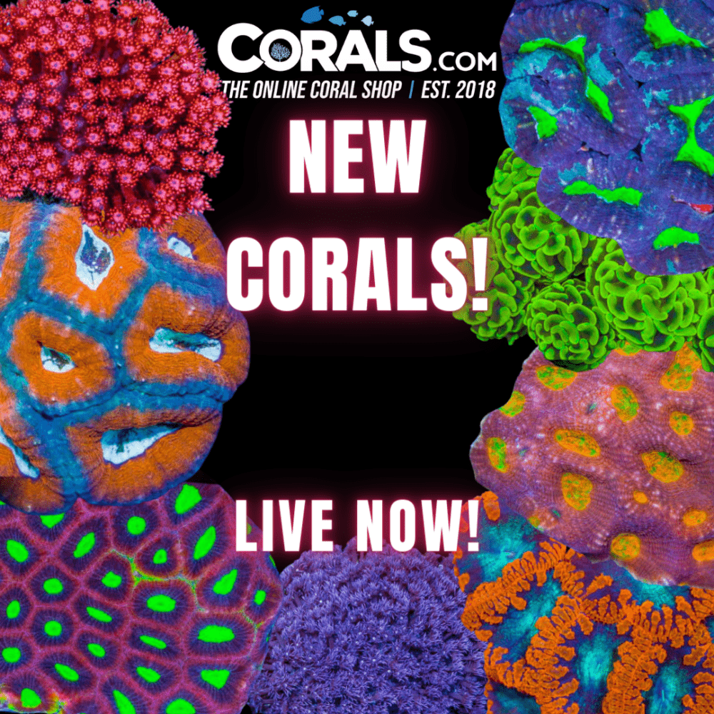 Copy of new corals.png Copy of new corals.png