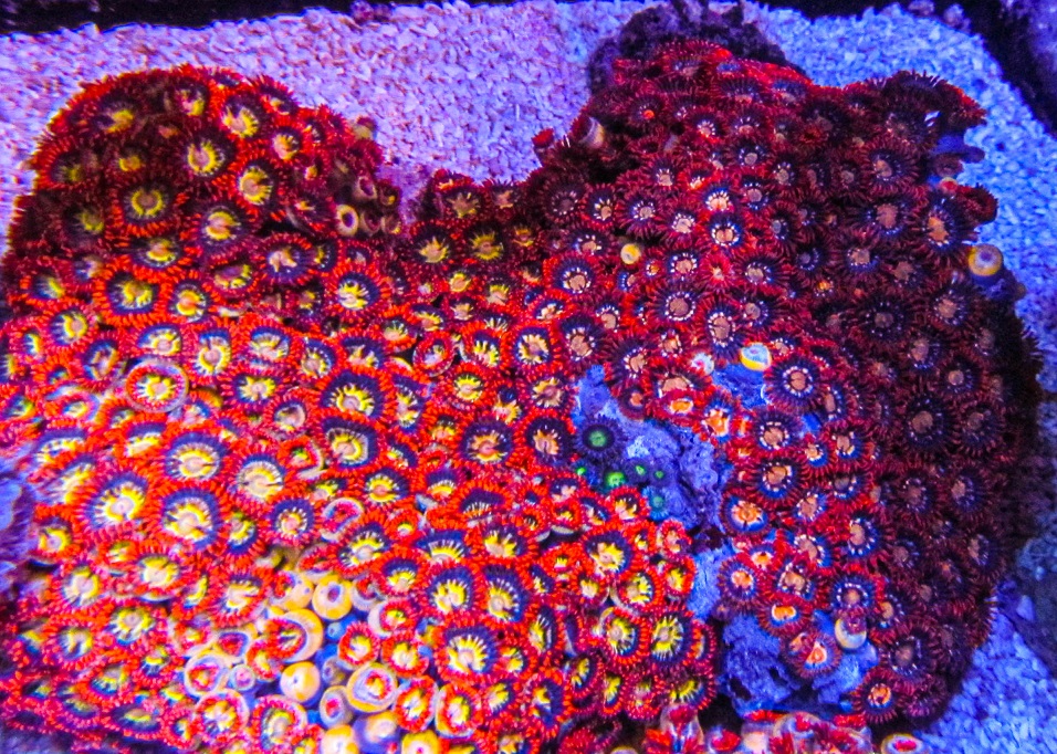 XLG Ultra Zoa Colony_3396.JPG