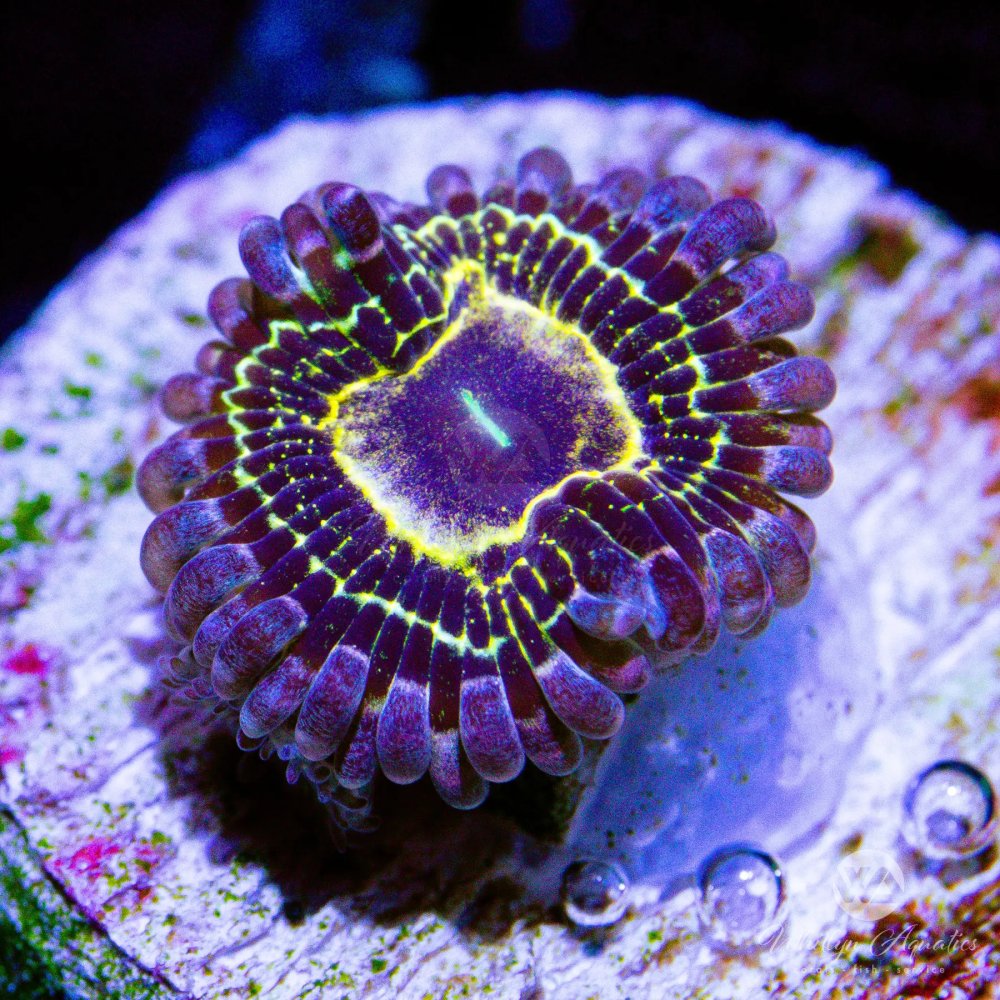 CoralAuction4_31138e5f-5b8e-4bf7-80e9-a199a3e4adf1.jpg