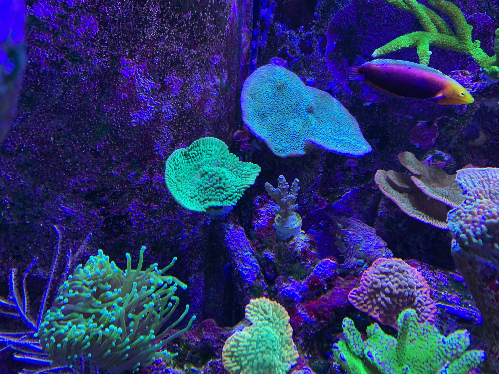 Appleberry Monti2.jpg