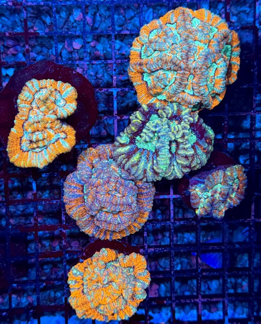 IMG_9654 Medium.jpeg