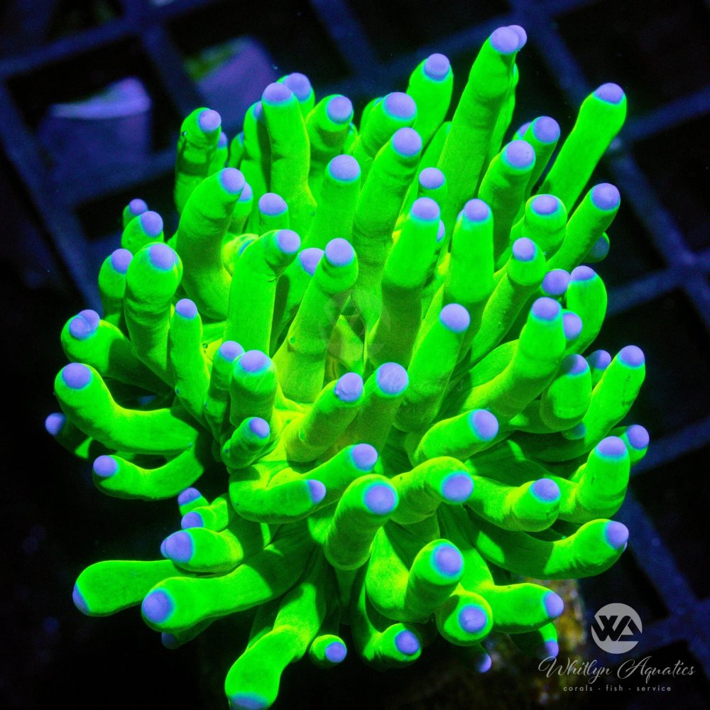 CoralAuction38_2d69cf37-3fcb-45b1-96ca-fe1661c64d66.jpg CoralAuction38_2d69cf37-3fcb-45b1-96ca-fe1661c64d66.jpg