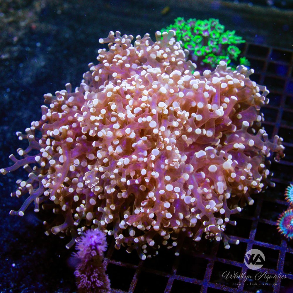 CoralAuction_f3845912-c0b2-46ba-b257-231d81e0ecf3.jpg CoralAuction_f3845912-c0b2-46ba-b257-231d81e0ecf3.jpg