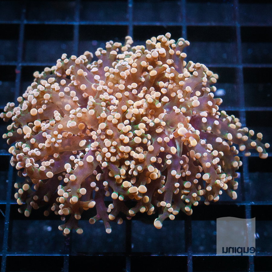 crazy frogspawn 299 199 (1).jpg