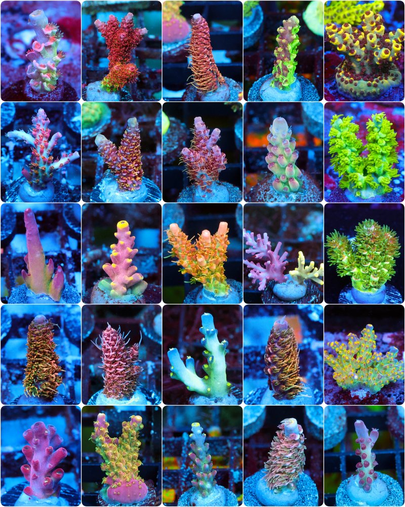 incollage_save 2.JPG