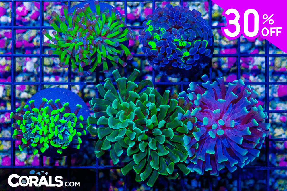 Untitled design(21).png