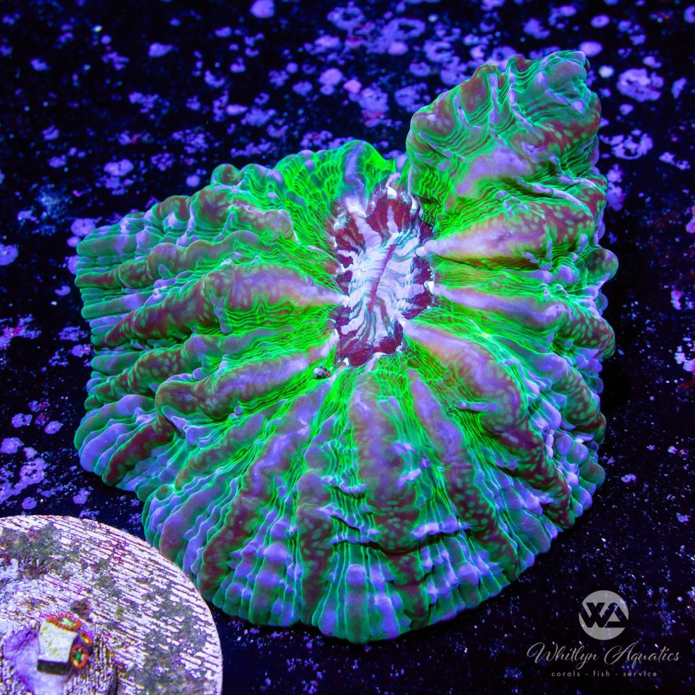 CoralAuction53_9517e860-f045-43e6-bb4f-aca3e02833d0.jpg