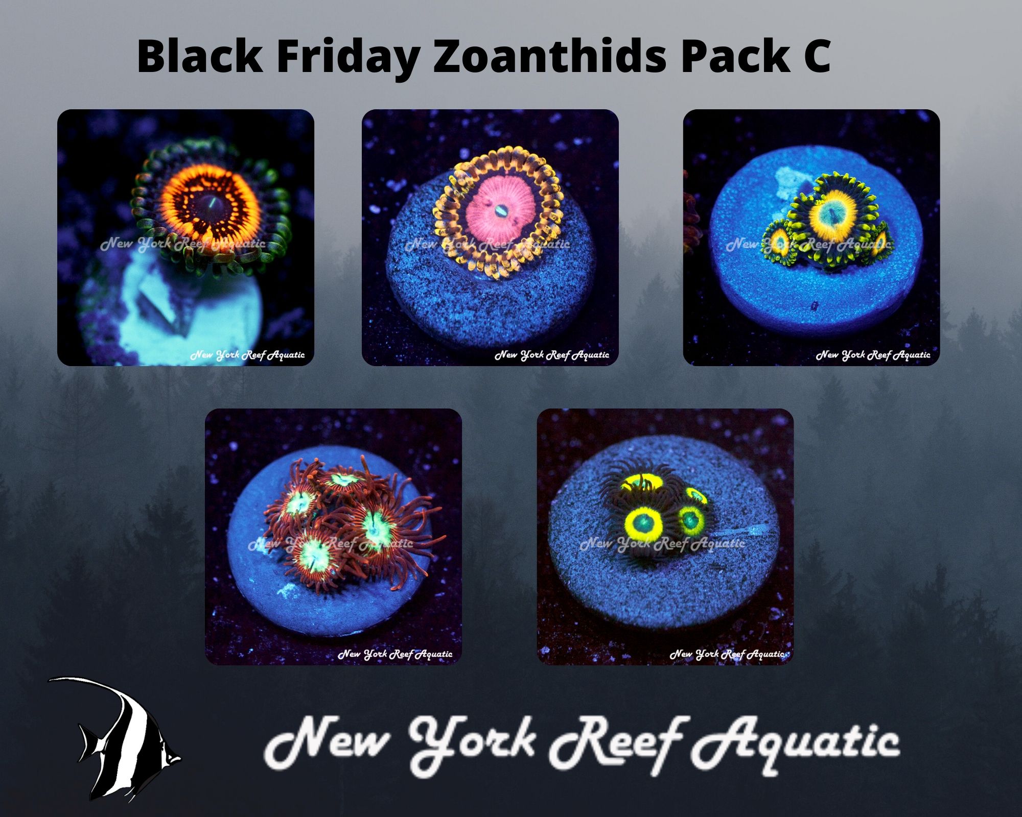 Zoanthids Pack C.jpg