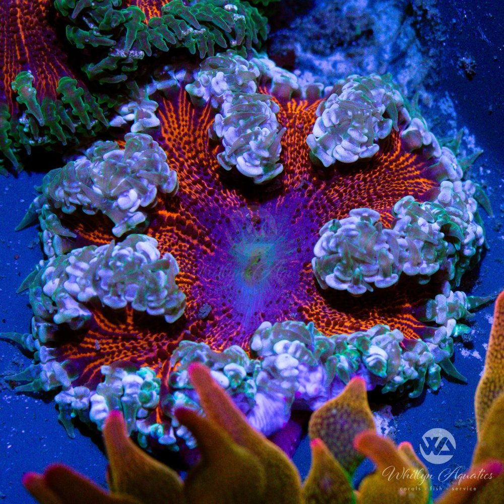 CoralAuction50_6196d17e-07ac-4293-a5f6-f2af8ebff51e.jpg CoralAuction50_6196d17e-07ac-4293-a5f6-f2af8ebff51e.jpg