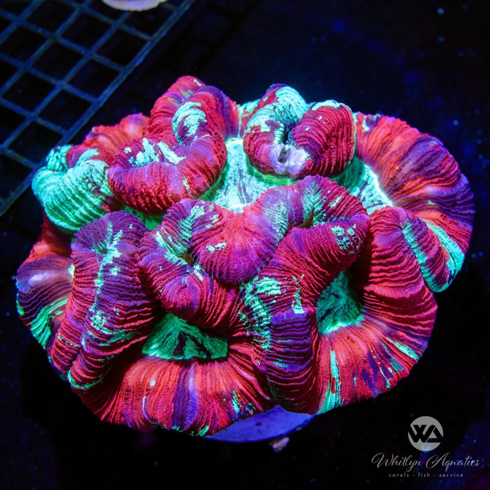 CoralAuction46_a9310e97-e4b8-4f98-876f-a9b6f54fad1a.jpg