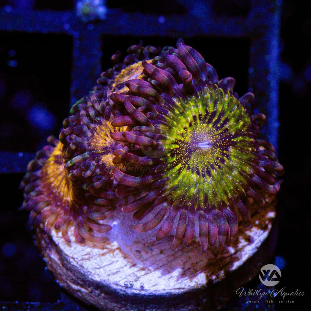CoralAuction39_13ad65c4-3c49-4ee3-bbd8-629515da1a4d.jpg CoralAuction39_13ad65c4-3c49-4ee3-bbd8-629515da1a4d.jpg