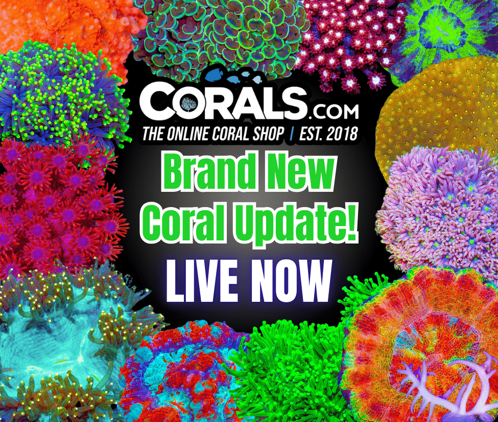 8.28 new coral.png