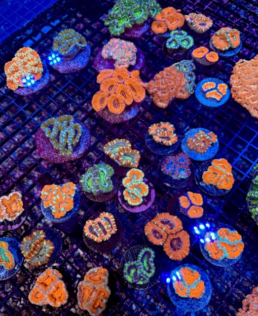 IMG_9639 Medium.jpeg