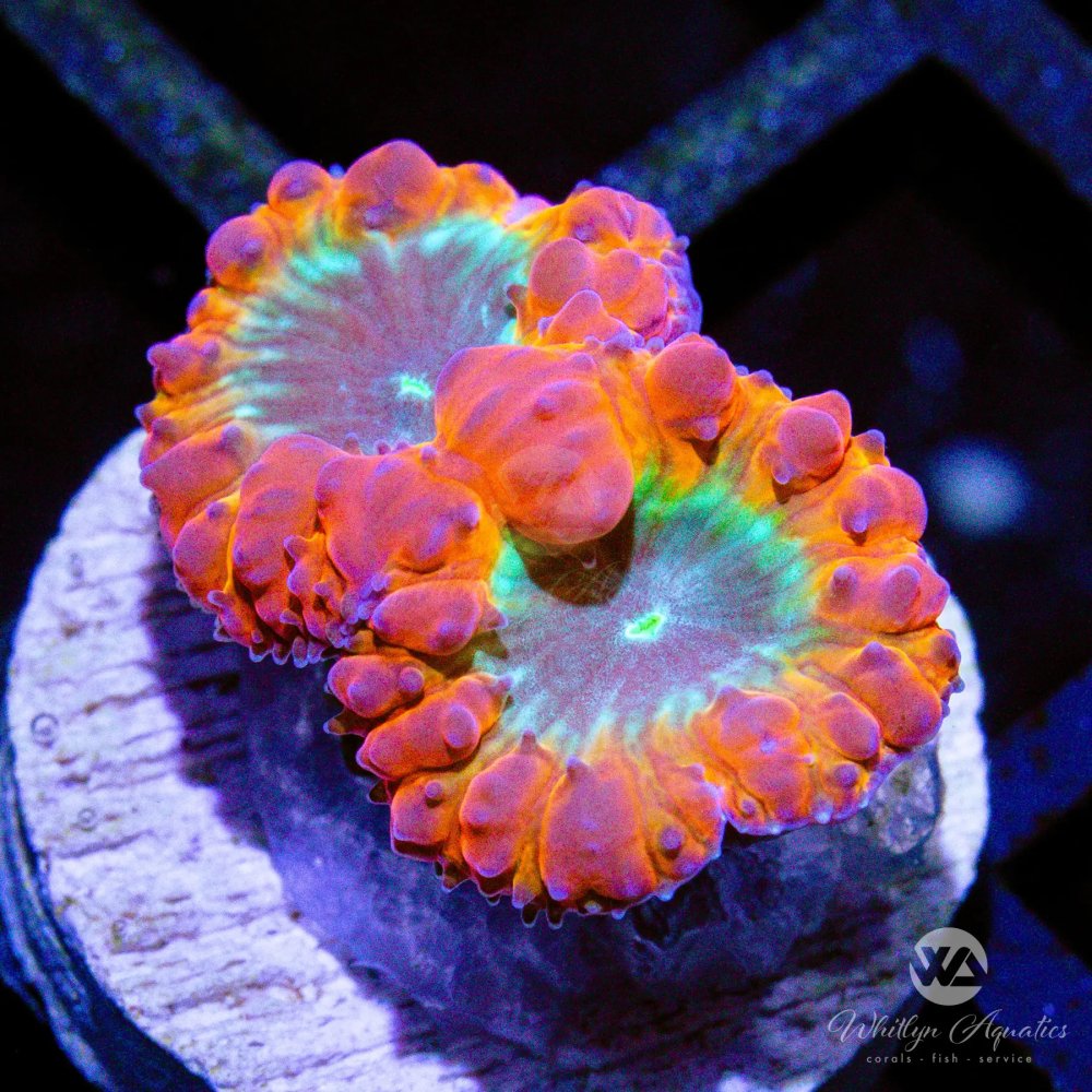 CoralAuction37_37597e0e-ba28-4731-b5be-3b97790ce889.jpg