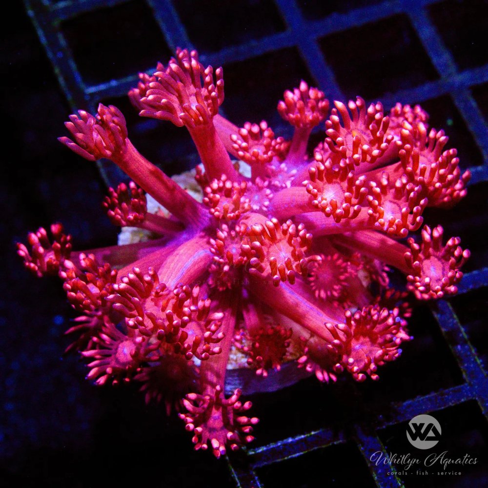 CoralAuction37_3b321cd0-c8d2-4f81-b947-f56b8b752bd2.jpg CoralAuction37_3b321cd0-c8d2-4f81-b947-f56b8b752bd2.jpg