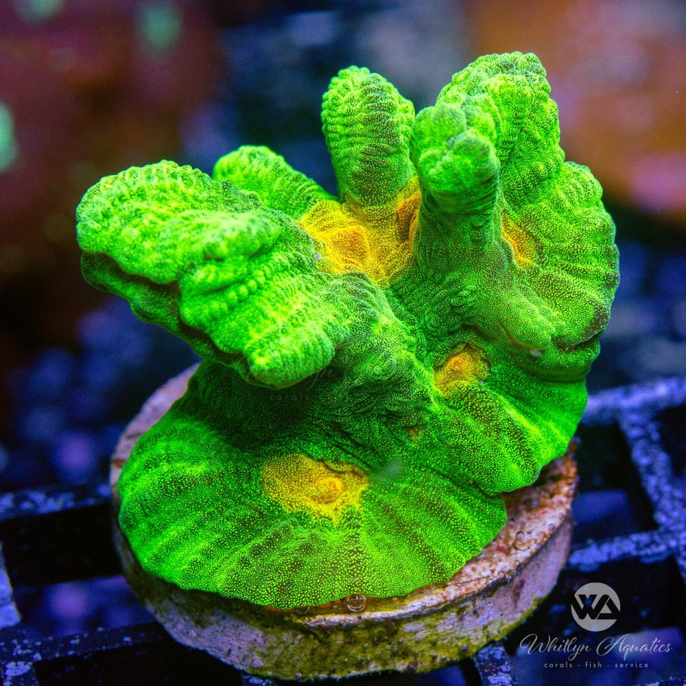 CoralAuction44_26e8671e-2514-4646-bf19-822e13fd0e40.jpg