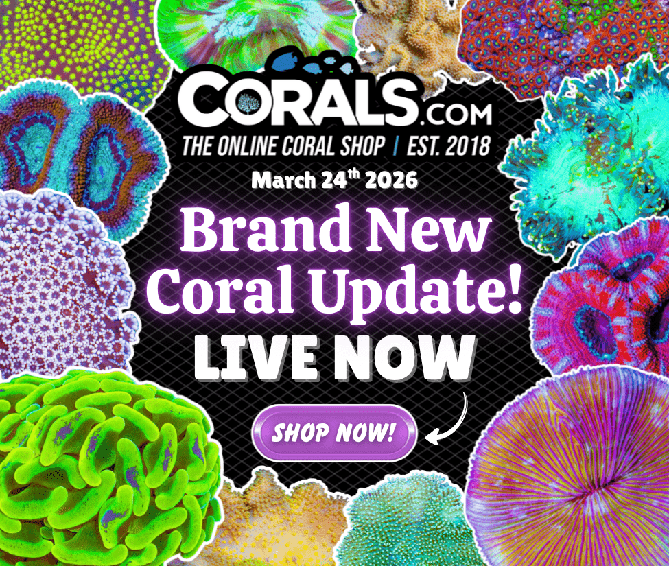 3.24 new coral.png