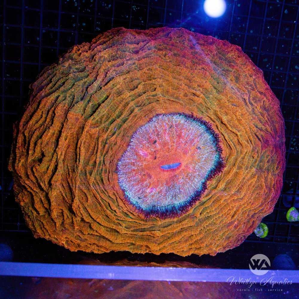 XLOrangeAcantho_1ftDiameter_-WYSIWYG.jpg XLOrangeAcantho_1ftDiameter_-WYSIWYG.jpg