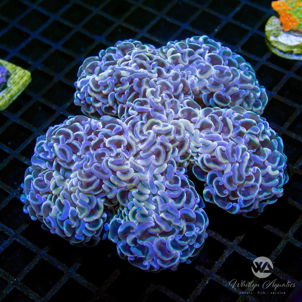 CoralAuction41_c2c02dee-8cb4-484b-9db6-01583865b906.jpg