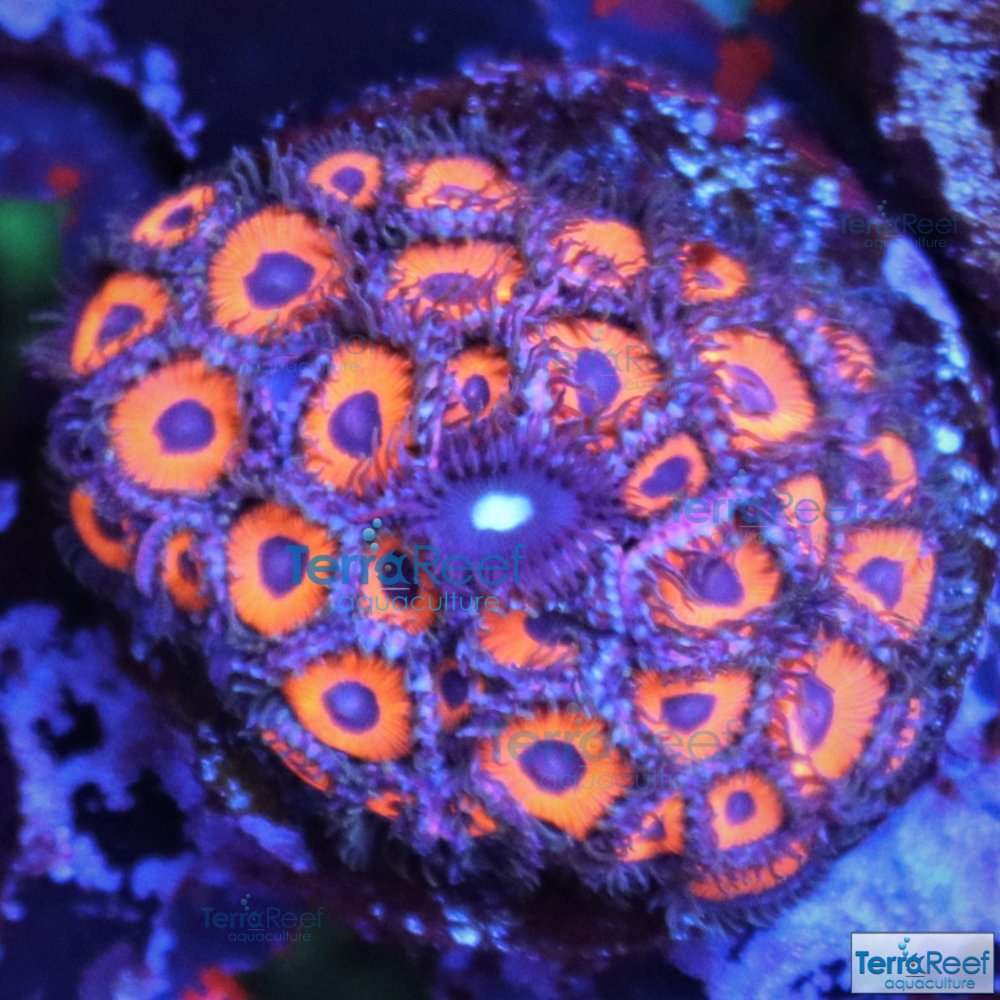 IMG_8957-Mint-Chip-Red-Zoanthid-12Le.jpg IMG_8957-Mint-Chip-Red-Zoanthid-12Le.jpg