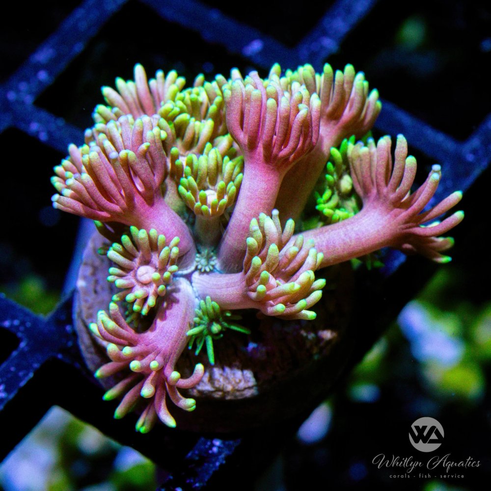 CoralAuction41_85eb718a-0496-462d-832d-0d56d781f552.jpg CoralAuction41_85eb718a-0496-462d-832d-0d56d781f552.jpg
