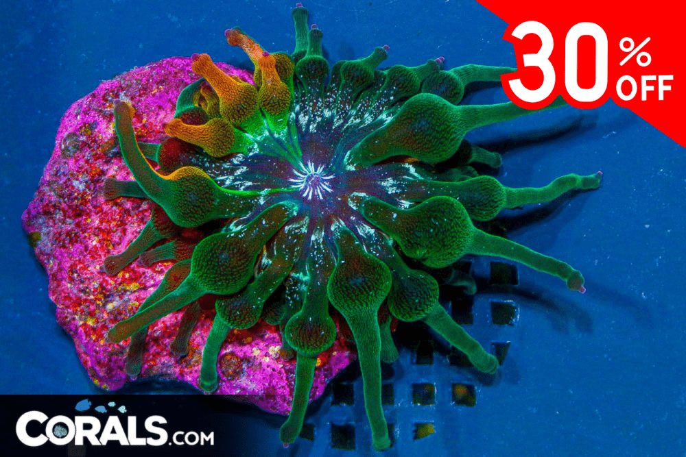 Untitled design(158).png