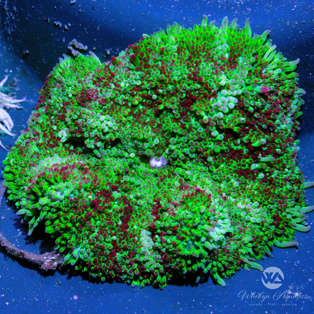 CoralAuction_9ce2e863-75a1-4f57-a519-8fed21821882.jpg CoralAuction_9ce2e863-75a1-4f57-a519-8fed21821882.jpg
