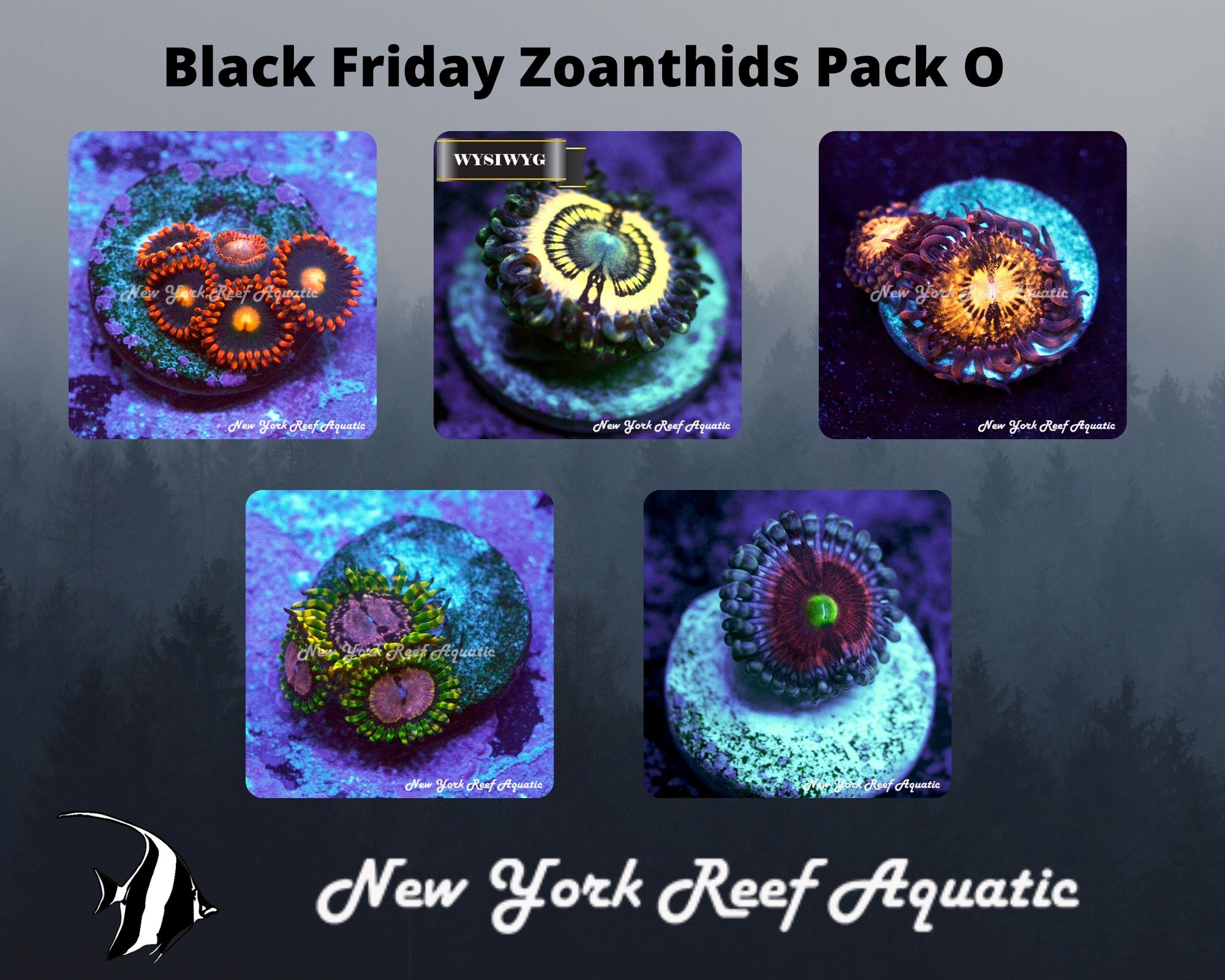 Zoanthids Pack O.jpg