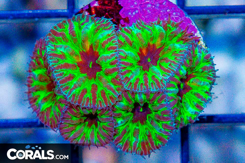 DSC03787.jpg
