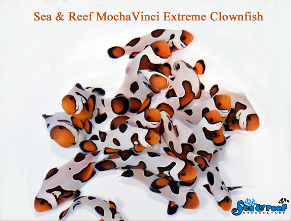 mochavinci extreme.jpg mochavinci extreme.jpg