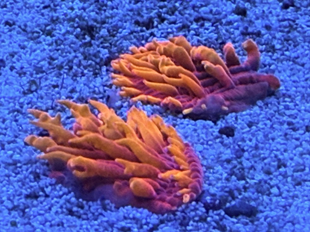 IMG_8380.jpeg