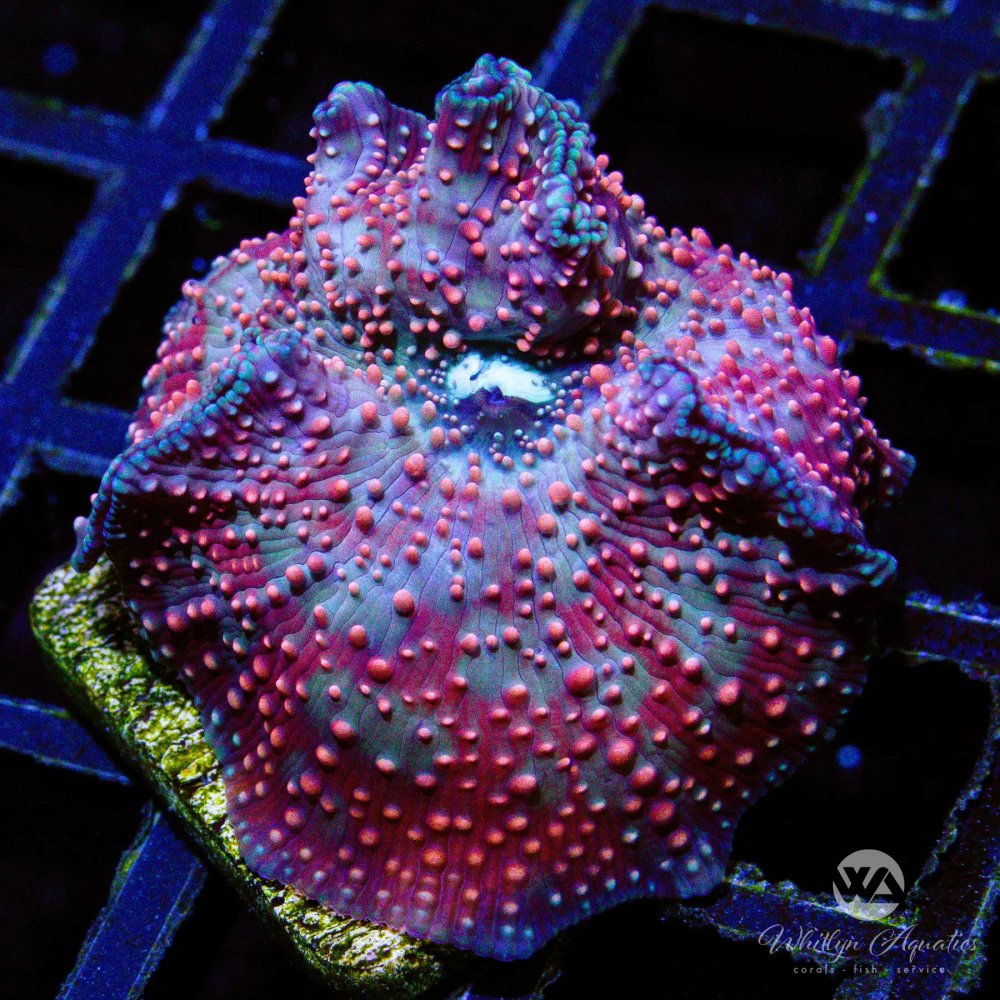 CoralAuction31_74e14bd0-8857-49a8-a3e7-5cceff4f73ad.jpg