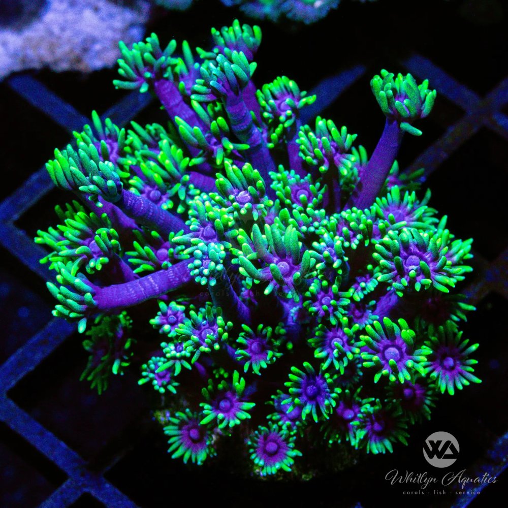 CoralAuction48_f172b158-ce9c-4d1f-bd47-3fe0bad7f51e.jpg