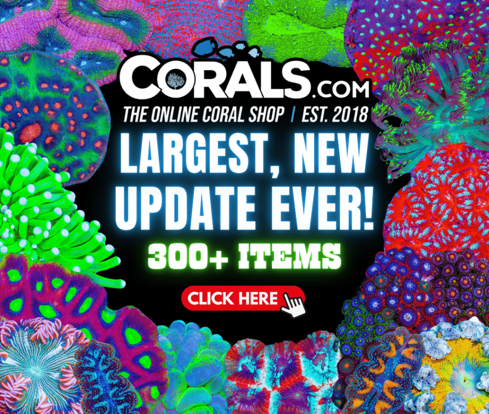 new coral(19).png