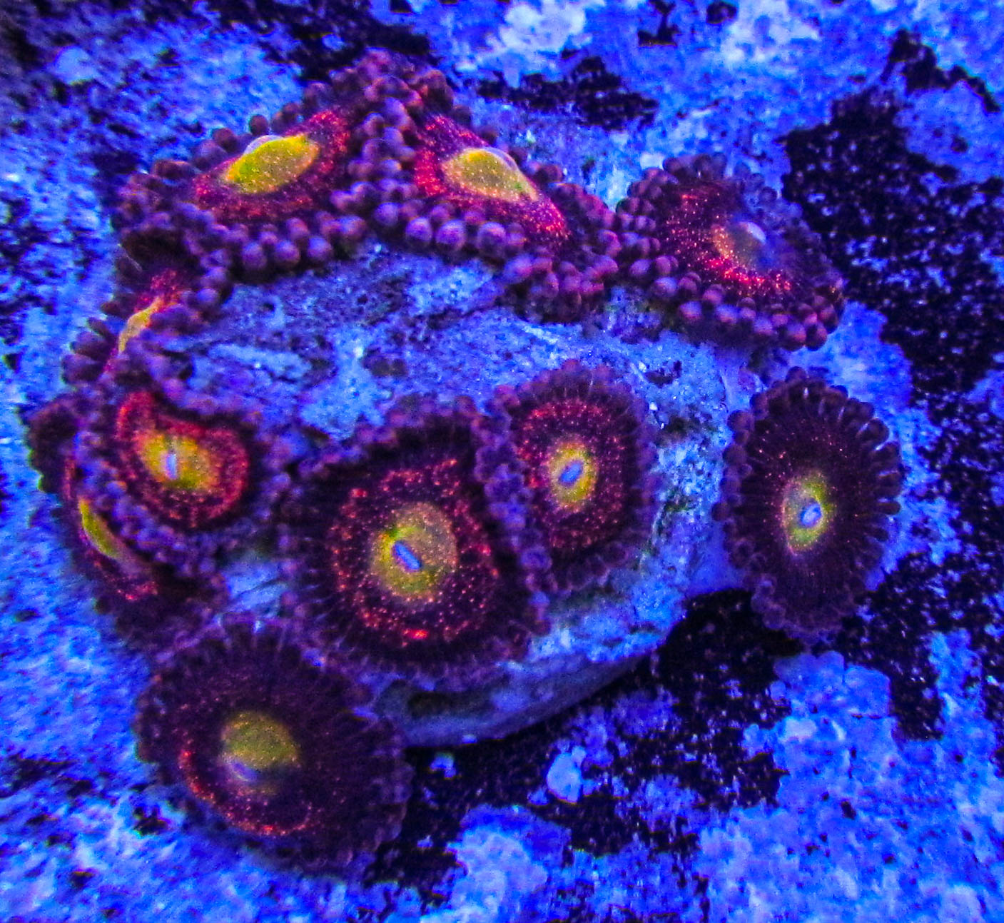 Ultra Zoa-115.JPG