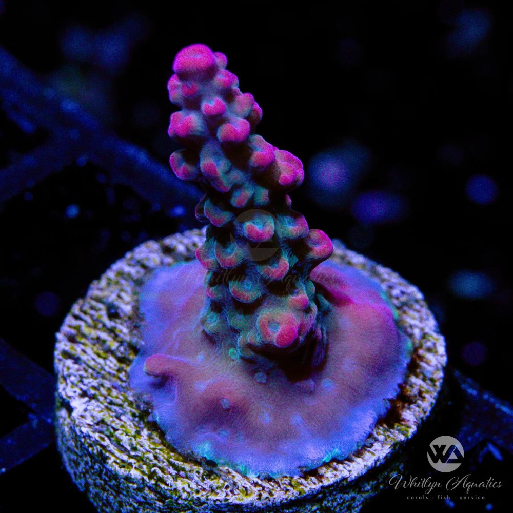 CoralAuction33_89047297-d779-40f9-b67f-9df17cabb197.jpg CoralAuction33_89047297-d779-40f9-b67f-9df17cabb197.jpg