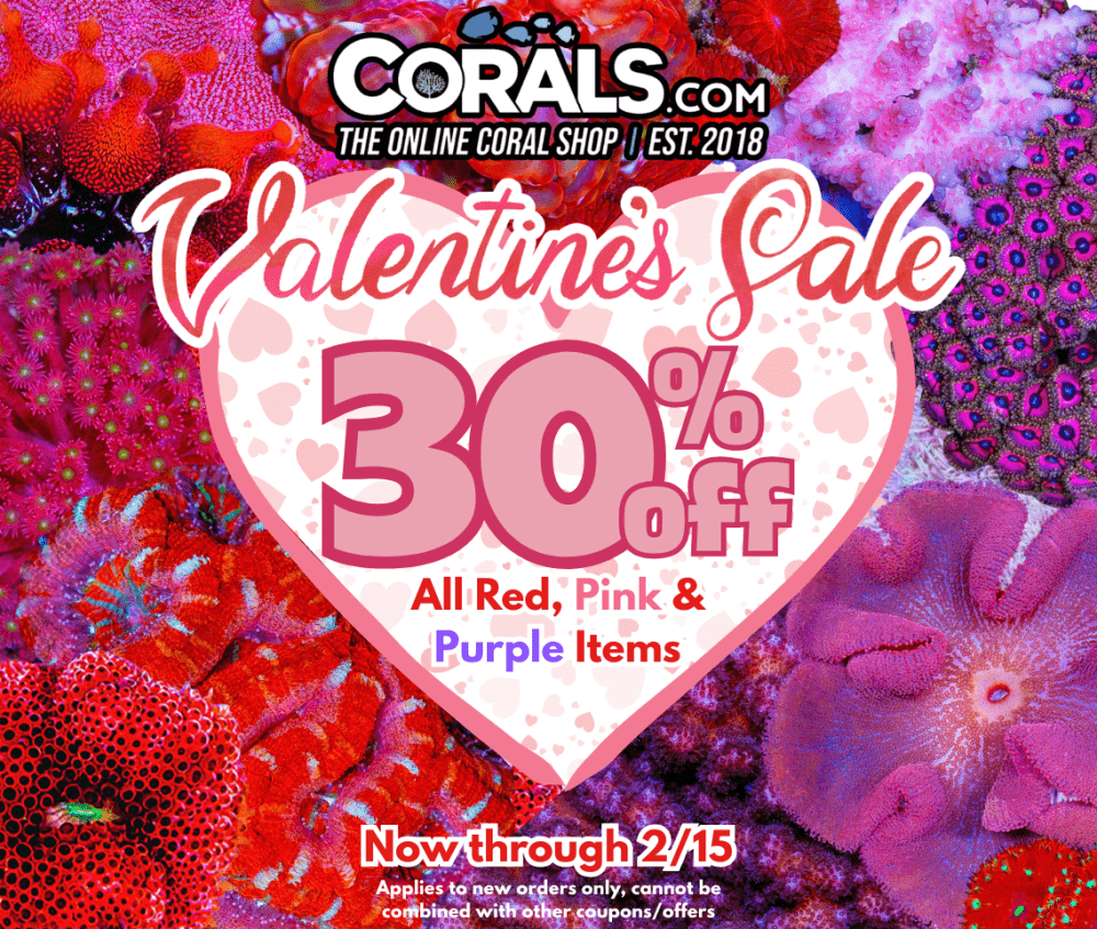 VALENTINES DAY SALE 2026.png