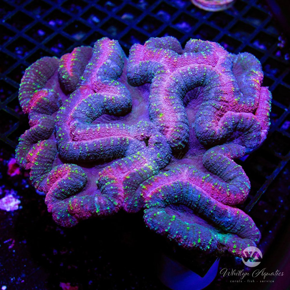 CoralAuction41_a68e9bfc-7931-4c9d-96db-15a10e2513c0.jpg CoralAuction41_a68e9bfc-7931-4c9d-96db-15a10e2513c0.jpg