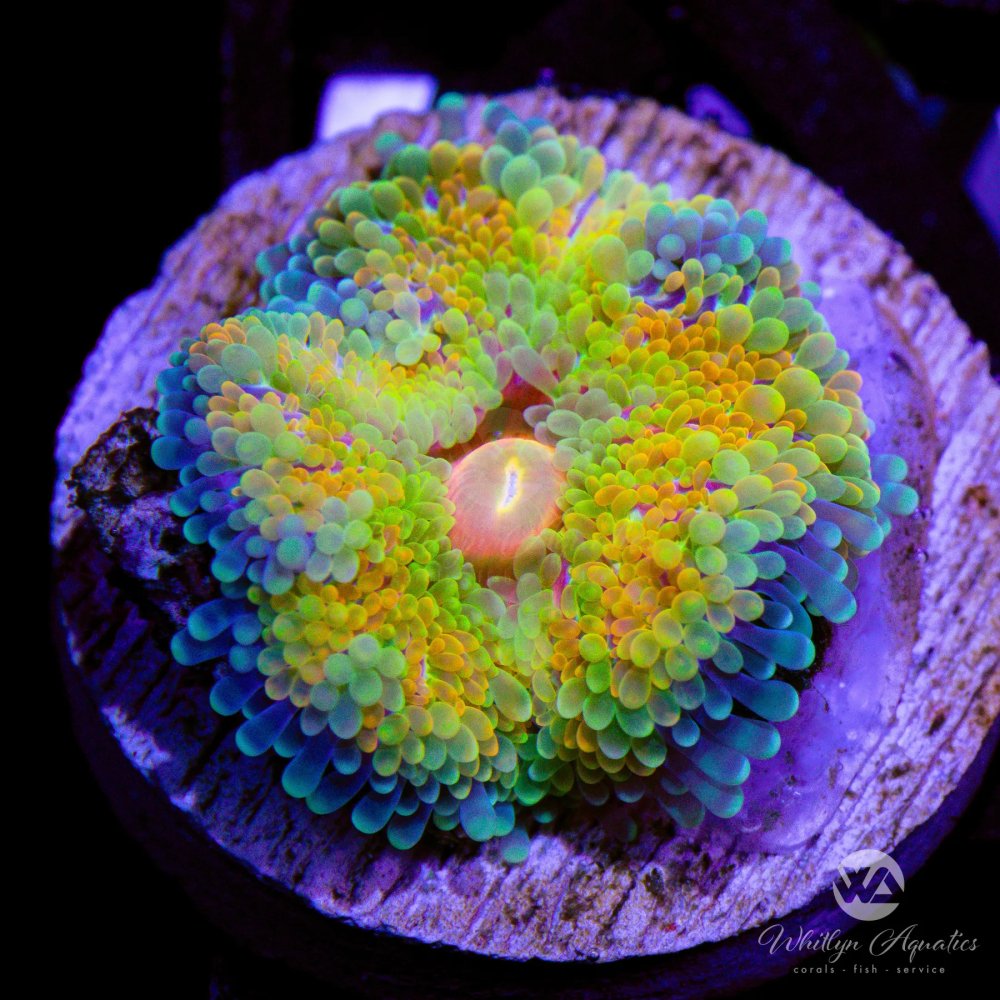 CoralAuction42_77253dbd-5aa3-4d3d-9705-2d9010ac89c2.jpg CoralAuction42_77253dbd-5aa3-4d3d-9705-2d9010ac89c2.jpg