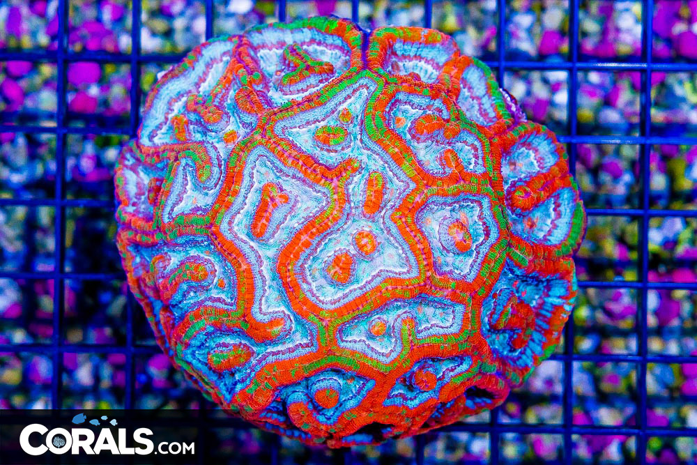 DSC06088.jpg DSC06088.jpg