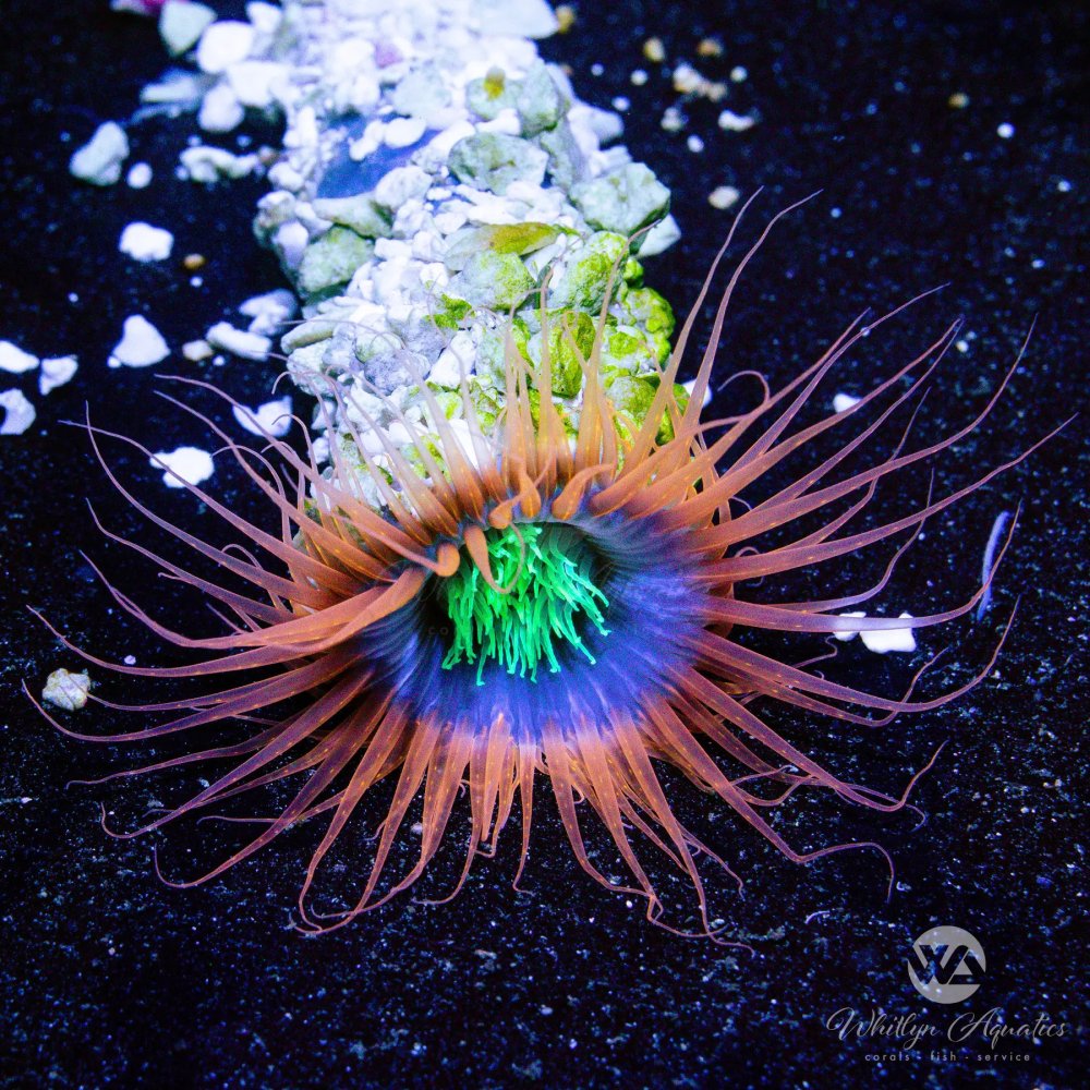 CoralAuction48_378088bc-0f7a-45ec-84a4-a91e765e17fe.jpg