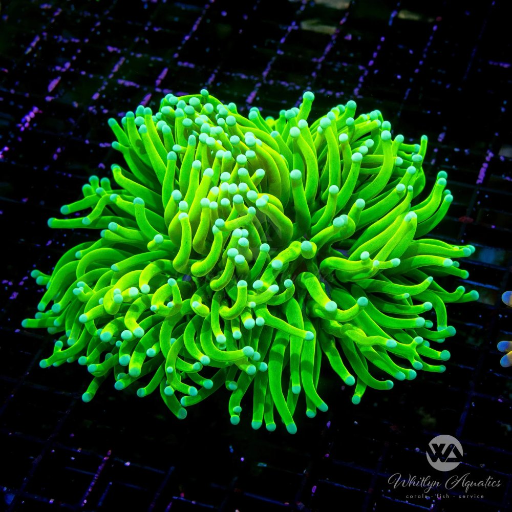 DeepSeaGrailTorch.jpg DeepSeaGrailTorch.jpg