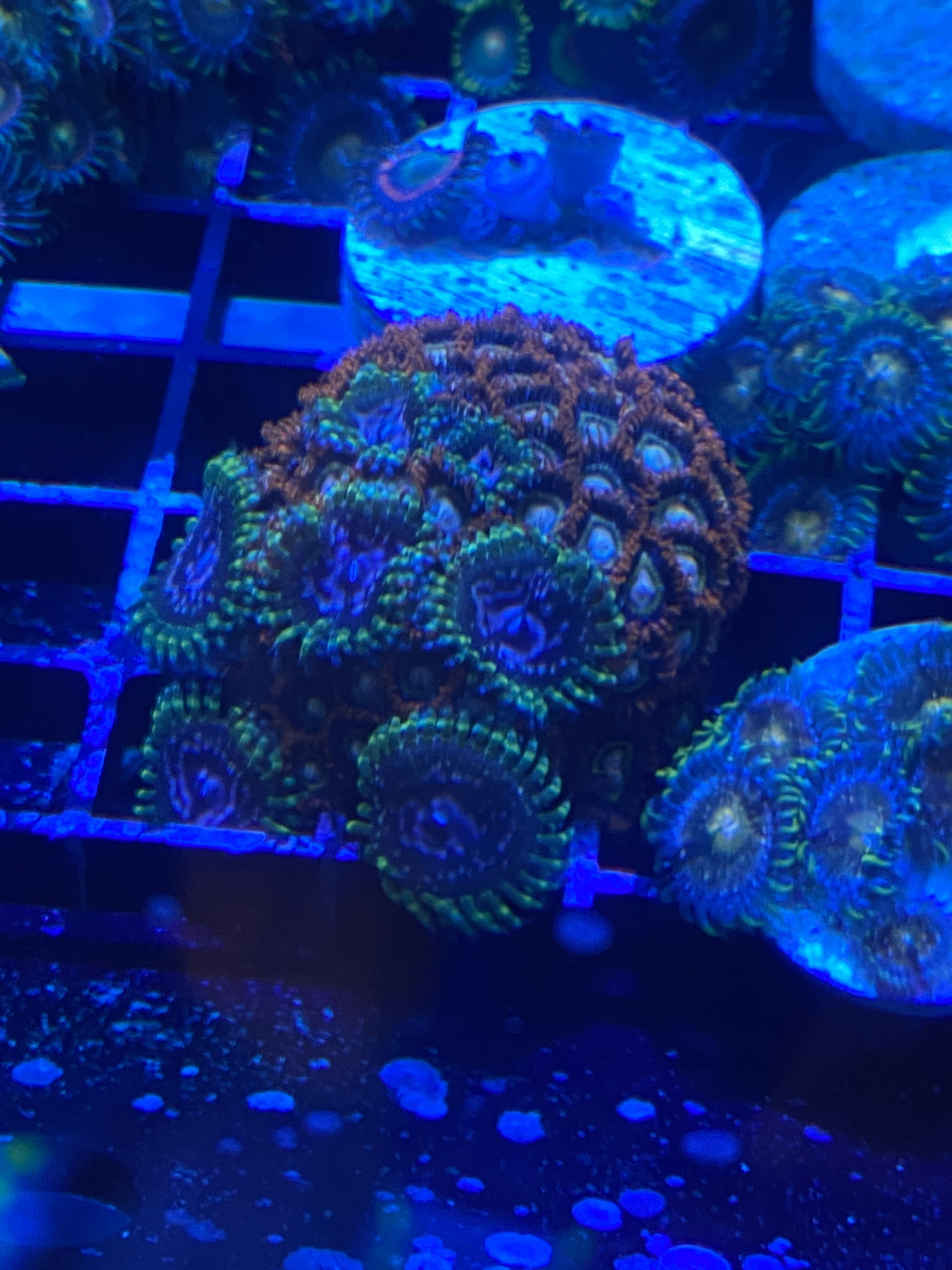 EBA56F4B-E302-4687-BB13-CEFB87B1B25E.jpeg EBA56F4B-E302-4687-BB13-CEFB87B1B25E.jpeg