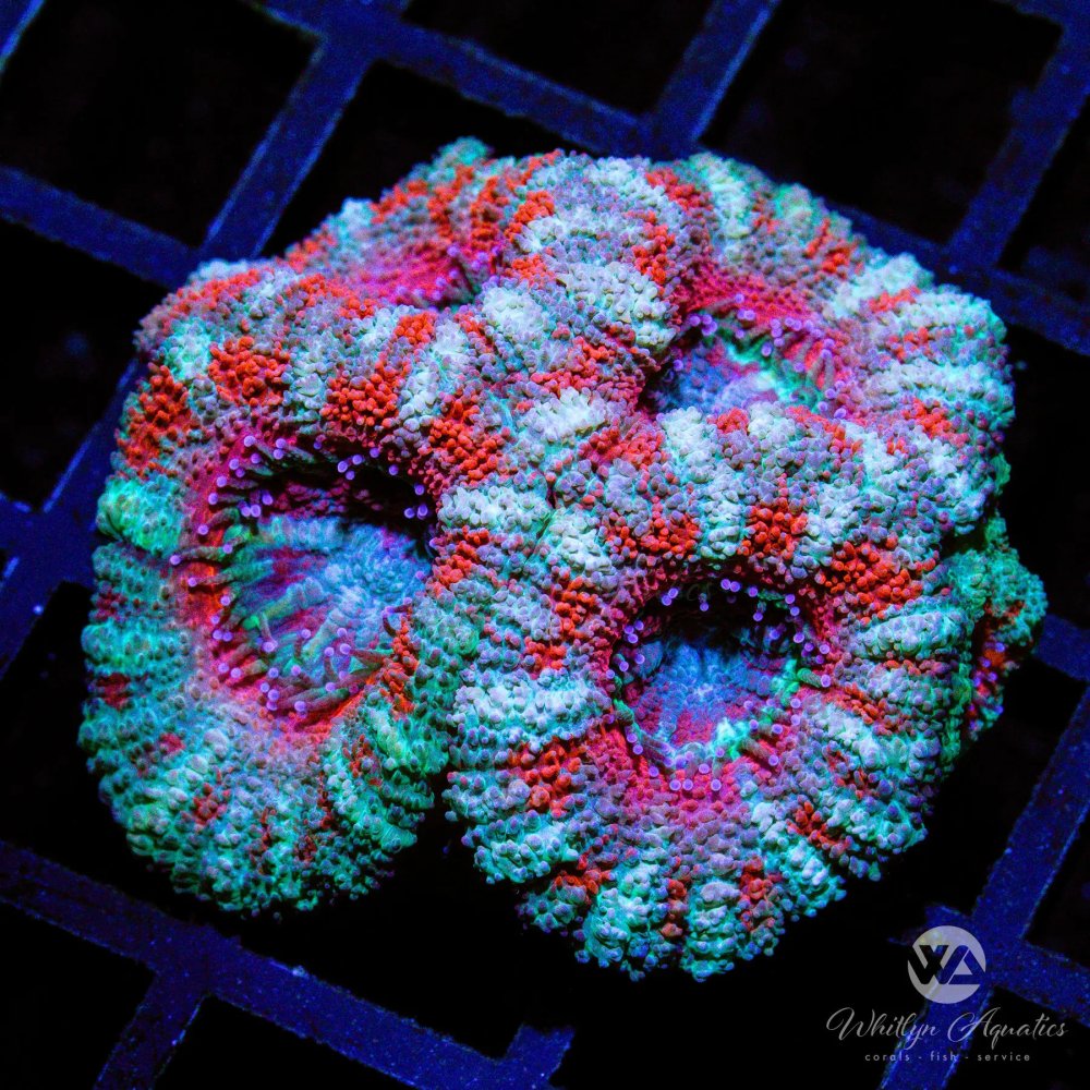 CoralAuction38_9c25e1a9-f5e7-41a8-9bd5-4706d928c5e7.jpg