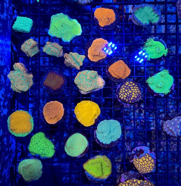 IMG_9643 Medium.jpeg