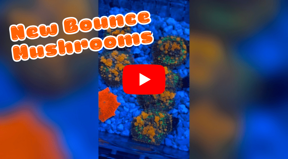 bounce shrooms.png