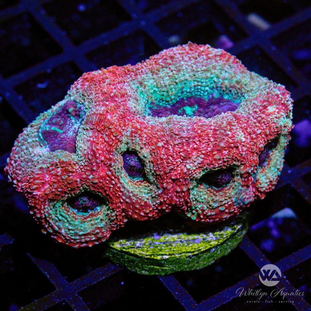 CoralAuction11_56425d82-99f9-480f-8450-c6a42cea335d.jpg